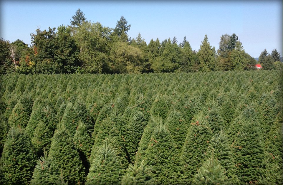 fresh christmas trees wholesale best images collections fresh christmas trees wholesale best images collections
